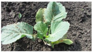 СРЕДСТВО ПРОТИВ КРЕСТОЦВЕТНОЙ БЛОШКИ!