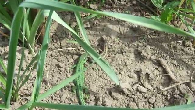 Ухаживание садовой ящерицы смотреть онлайн