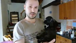Щенок Французского Бульдога
