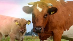 Как мычит корова, звуки коровы