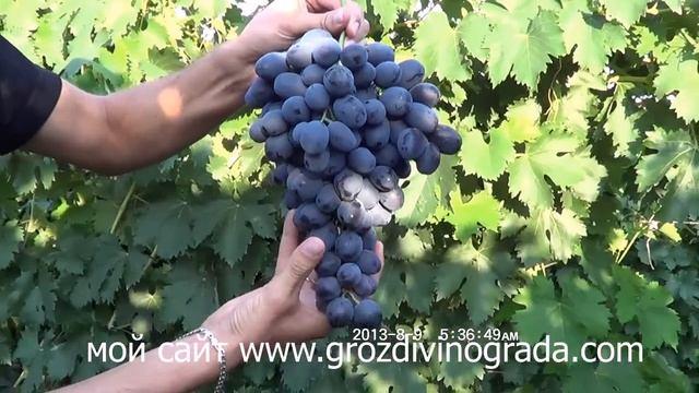 виноград сорт Фуршетный