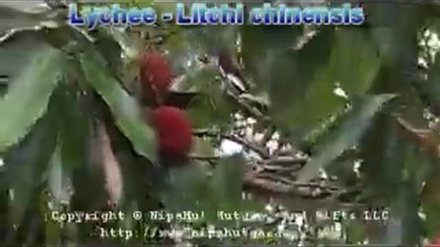 Lychee - Lichi chinensis Fruit Tree смотреть онлайн