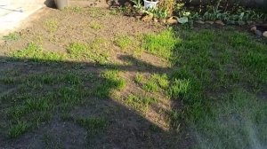 Переезд под Краснодар. Любимый сад .Утро.