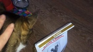 Royal Canin Urinary корм для кошек купили.Дозировка, коты едят.Лечение кота,мочекаменная болезнь
