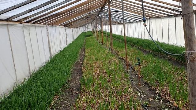 Начали продажу кинзы. Лук на перо, свежий всю зиму. смотреть онлайн