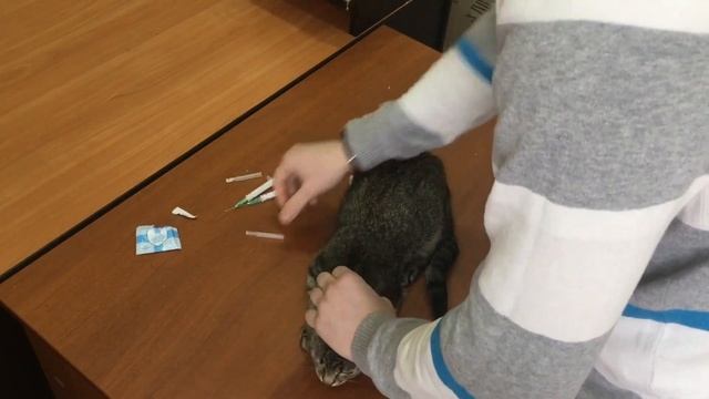 Влад и его ветеринарные навыки! смотреть онлайн