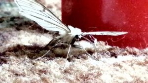 Пяденица на даче-2