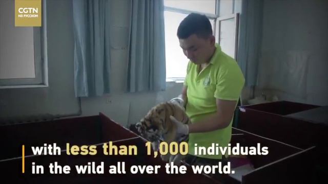 Бэби-бум в парке сибирских тигров в провинции Хэйлунцзян! смотреть онлайн