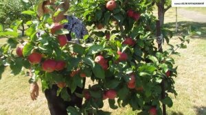 ДЕКОРАТИВНЫЙ  ФОРМОВЫЙ  САД.  КАРЛИКОВАЯ  ЯБЛОНЬКА и ГРУША.