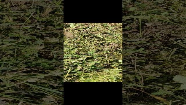 Муравьи роботяги