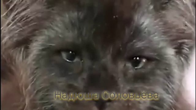 ОНИ ПОЧТИ КАК ЛЮДИ ГЛАЗА И ЛИЦА ,ПОЧЕМУ ТАК БЫВАЕТ смотреть онлайн