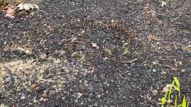 Early Spring Shade Garden Tour смотреть онлайн