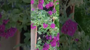 Вербена ампельная