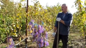 Виноградник в октябре.