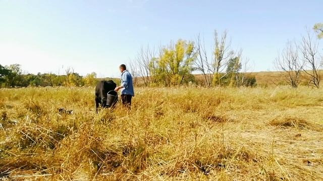 ?ОТЕЛИЛАСЬ ВЕЧЕРКА/АБЕРДИН-АНГУС. смотреть онлайн