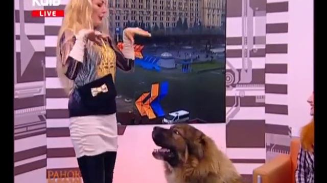 (03.02.2018 р.) Кавказька вівчарка Нурхан смотреть онлайн