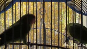 Ой! Вань! Гляди-ка, попугайчики!