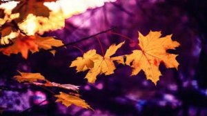 Кудрявый клён. Песня под гитару. Аккорды