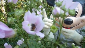 Топ Шлеп. Конфета. Candy. Карамель. caramel. КФ Яшкино. Chocolate glazed candy [ Микки Сладкоежка ]