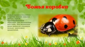 Презентация про Луг