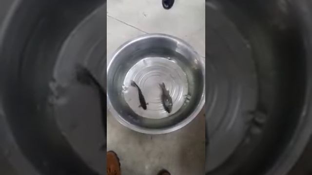 Lazarus fish смотреть онлайн