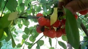 Вишня  АМОРЕЛЬ РОЗОВАЯ
