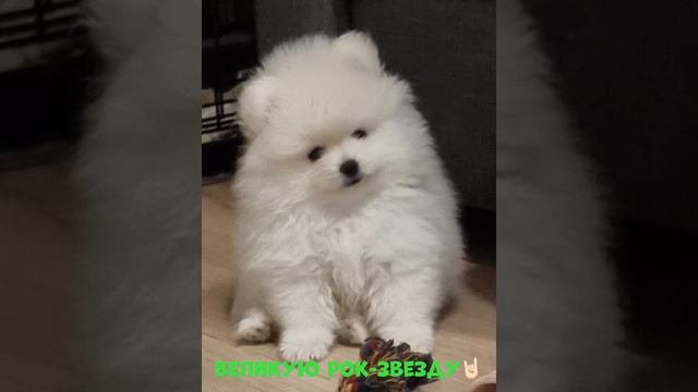 Белые померанские шпицы.