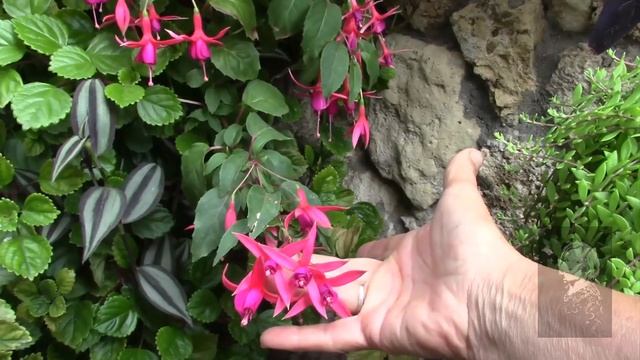 ФУКСИЯ. ЦВЕТЕНИЕ ФКУСИИ РАДУЕТ! смотреть онлайн