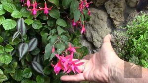 ФУКСИЯ. ЦВЕТЕНИЕ ФКУСИИ РАДУЕТ!