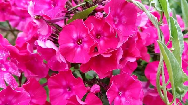 31 июля 2022 г.Флокс Мария Шаронова,в моём огородике. смотреть онлайн