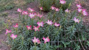 Grass Hay for Mulching The Garden , You Must See My Flower Color