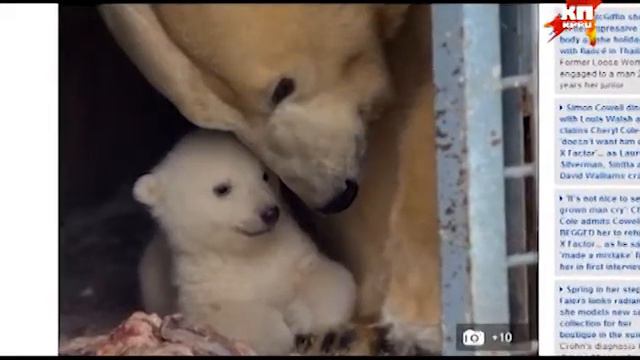 В Новосибирском зоопарке родился белый медвежонок смотреть онлайн