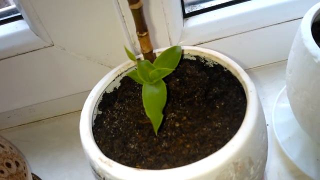 Обзор моих растений в марте смотреть онлайн