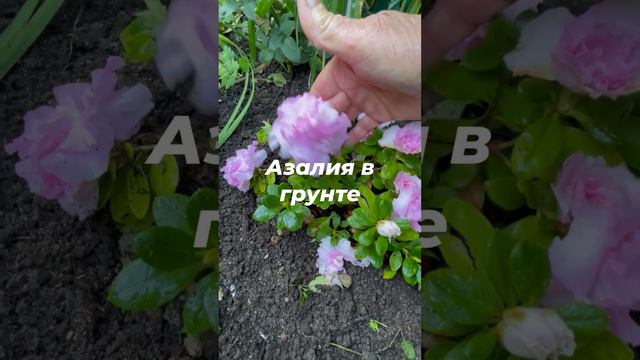 Как летом сохранить азалию, когда жара