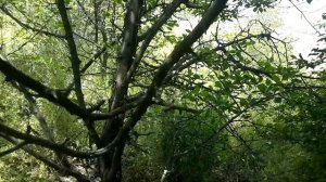 Как и где найти гнездо ФАЗАНА! Какие места обитания/кормления предпочитают фазаны. Уроки выживания.