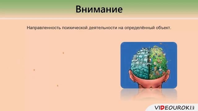 Особенности высшей нервной деятельности. Познавательные процессы