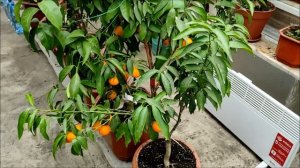 Клементин Корсика 1  (Citrus clementina Corsica 1)