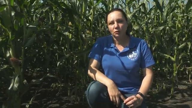 Научный видеоотчет о достижениях в области растениеводства "ДЕНЬ ПОЛЯ - 2021" | Красноярский ГАУ