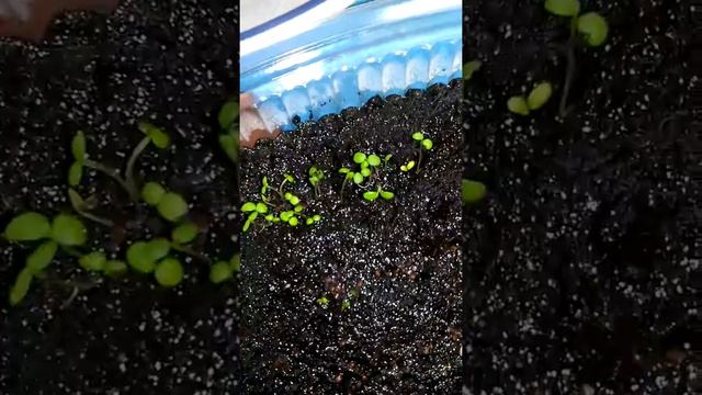 ПРОРАЩИВАНИЕ МЕЛКИХ СЕМЯН БЕЗ ХЛОПОТ