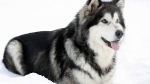 Аляскинский маламут: описание породы собак