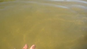 учитесь плавать по собачьи в речке Дэркул