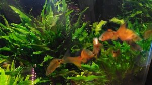 Барбус огненный  вуалевый и  мальки на  продажу