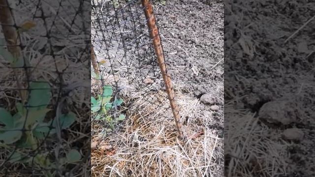 Индиголетта из питомника "Розалия". Зацвела первая розочка Пашмина? смотреть онлайн