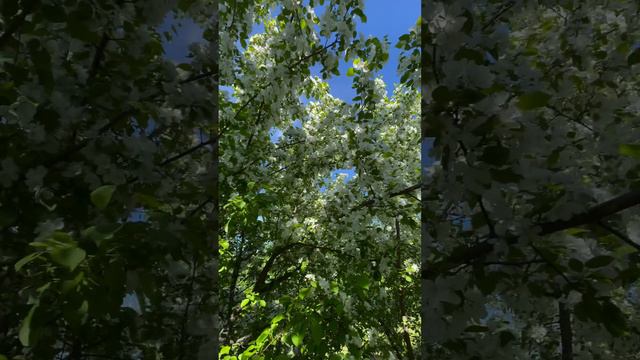 Цветение яблони в Сургуте - 2024 👍👍👍