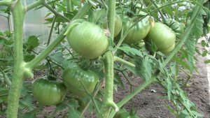 Чем подкормить помидоры после высадки в грунт?