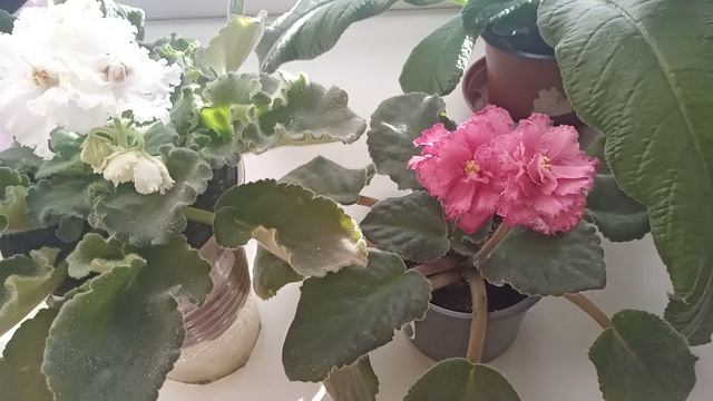 ОПАСНЫЙ ПОЛИВ ФИАЛОК И ВАЖНЫЕ НЮАНСЫ ! ТАКОЙ ПОЛИВ УБИВАЕТ ЛЕТОМ ФИАЛКУ ! смотреть онлайн