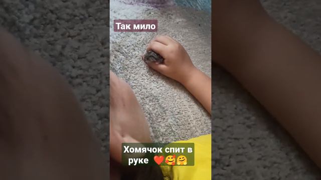 ХОМЯЧОК сладко спит в руке 🥰🤗❤️ смотреть онлайн