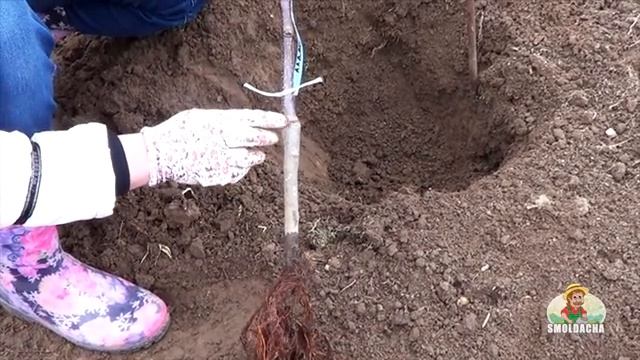 Как посадить яблоню / Правильная посадка саженца весной