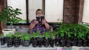 Болтушка для рассады