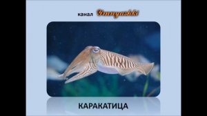 Изучаем морских животных. Развивающее видео для детей